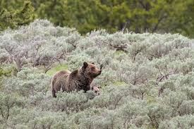 A grizzly sow and cub walking through a green meadow in a national park setting.