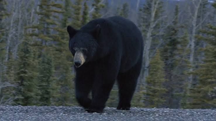 A black bear foraging in a residential area near homes in Colorado.