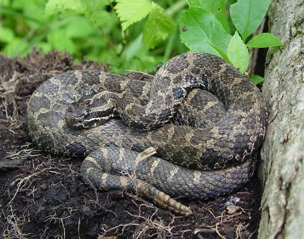 An Eastern Massasauga rattlesnake coiled in brush as reported by the Michigan Department of Natural Resources.