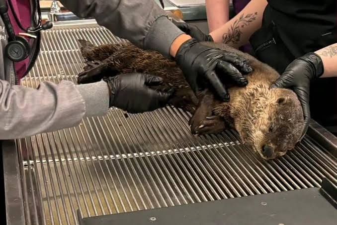 Wildlife rescue staff wearing protective gloves attend to a young river otter after a vehicular strike in Vacaville.
