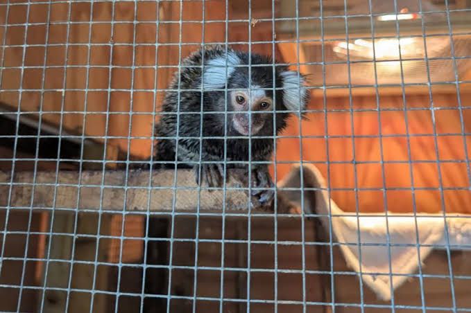 A marmoset in a small metal cage inside a laundry bag discovered by a London bus driver.
