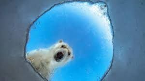 A polar bear peers down through a circular opening in the white ice, its face visible against the deep blue sky.