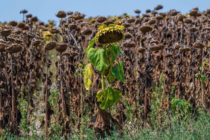 A dried-out sunflower field in Serbia during the August 2026 heatwave as drought affects the region.