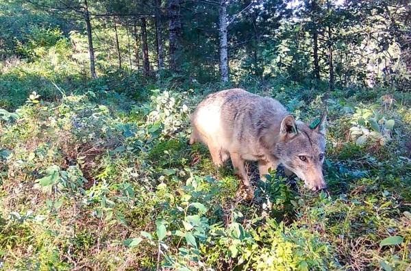 A grey wolf standing in a forest setting in northern Minnesota near Voyageurs National Park.
