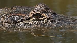 An 8-foot-6-inch alligator captured by a hunter at Clarks Hill Lake in Georgia.