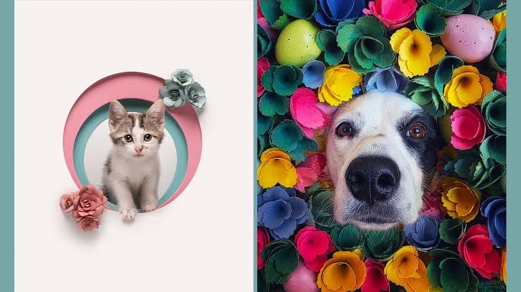 A high-quality artistic portrait of a pet captured by a professional photographer for the 2026 awards.