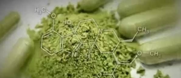 Chemist Jeff Havard inspects kratom product samples in his laboratory to check for potency and safety.