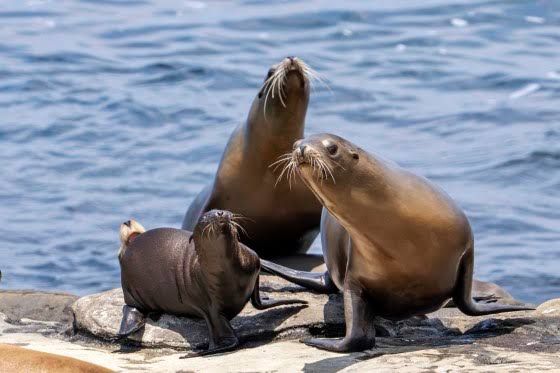 Sea lions resting on the rocky sandstone shoreline at La Jolla Cove in California.