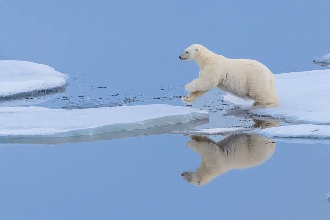 A polar bear leaps between ice floes with its form mirrored in the still water in an exhibition photo by Sue Flood.