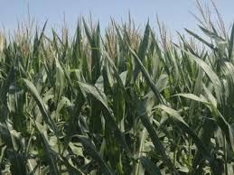 Researchers at the University of Illinois examine corn stalks in a field study to assess genetic trait variance.