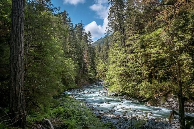 Staircase Rapids suspension bridge over the North Fork Skokomish River in Olympic National Park.