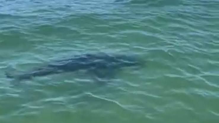 Great white shark swimming in open ocean water near the coast of Scarborough.