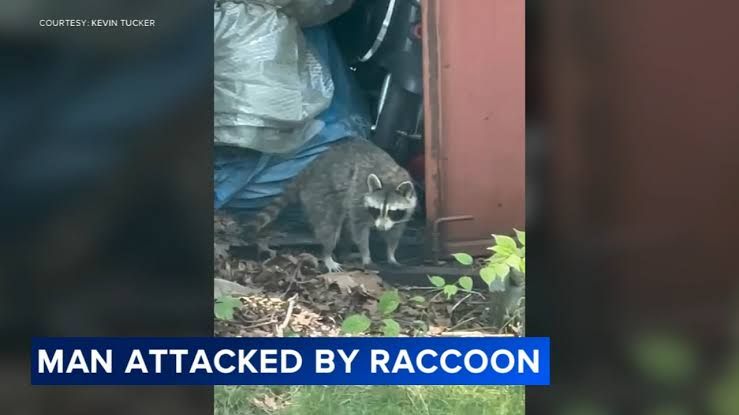 Kevin Tucker describes a raccoon attack that occurred while he walked to his home in Glassboro, New Jersey.