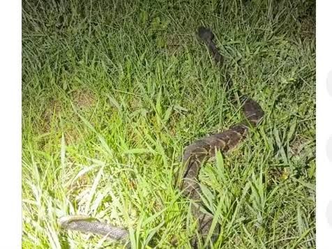 A live timber rattlesnake curled up inside a plastic bucket following its rescue by NYSDEC officers in Wawarsing.