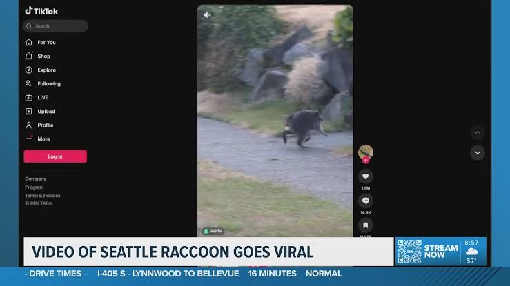 A raccoon sits on a residential fence in Seattle while observers capture the scene on cameras.