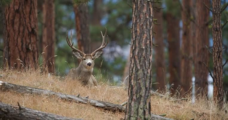 A mule deer buck stands in a Ponderosa pine forest, representing the state's hunting and wildlife issues.