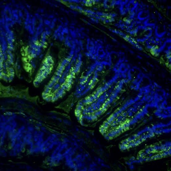Immunofluorescence visualization of the biosynthetic enzyme in mouse gut tissue for exercise-inducible Lac-Phe.