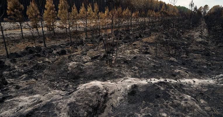 Aerial view of smoke rising over vineyards in the Bordeaux region during the July 2026 wildfire crisis.
