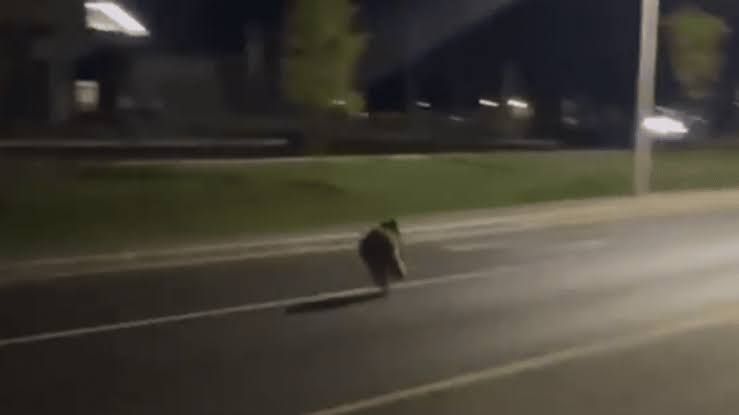A dark, grainy security camera clip shows a black bear running through a residential street in Payson at night.