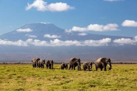 An adult African elephant walking through the savanna in Amboseli National Park with Mount Kilimanjaro in the background.