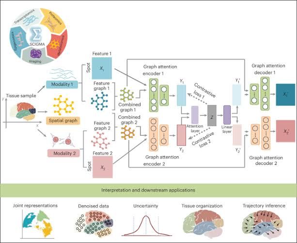 A computational visualization showing the integration of different molecular data layers within a tissue sample.