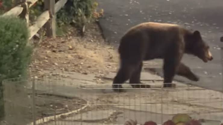 Ring camera footage captures a small bear climbing a fence in an Arroyo Grande backyard.