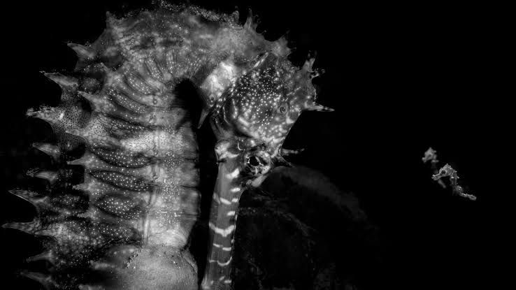 Julien Anton's winning photo shows a father seahorse and two juveniles in French Polynesia.