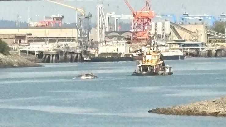 A 70-foot whale carcass lodged on the bow of an Evergreen container ship docked at the Port of Tacoma.