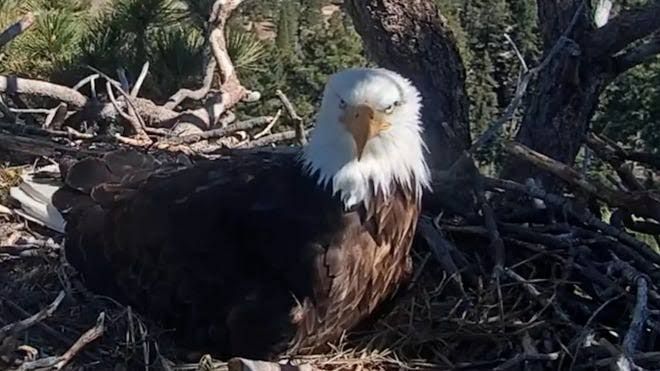 Jackie the bald eagle perched in her nest at Big Bear Valley while being observed by the live-stream camera.