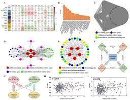 Genetic network analysis showing hub genes involved in Ginkgo biloba secondary cell wall development.
