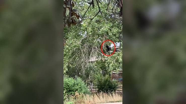 A black bear foraging in a residential trash bin near a suburban home in Colorado.