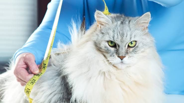 A veterinarian measures the waist of an overweight Maine Coon cat during a health examination.