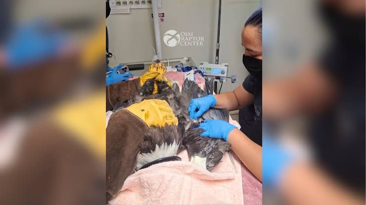 Jackie the bald eagle perched during treatment at the Ojai Raptor Center following a life-saving blood transfusion.