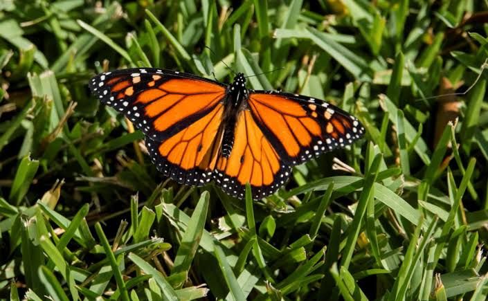 Researchers tagging monarch butterflies to monitor their migration patterns for conservation study.