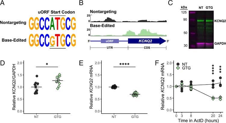 A detailed 3D rendering of the human hippocampus highlighting active protein synthesis clusters in neon color.