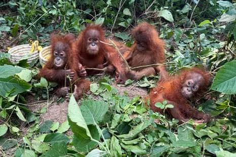 Five rescued baby orangutans sitting together on a forest floor in Odisha, India.