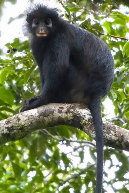 Close-up of the Likweli monkey showing its black fur and distinctive pink and orange mouth in the Congolese rainforest.