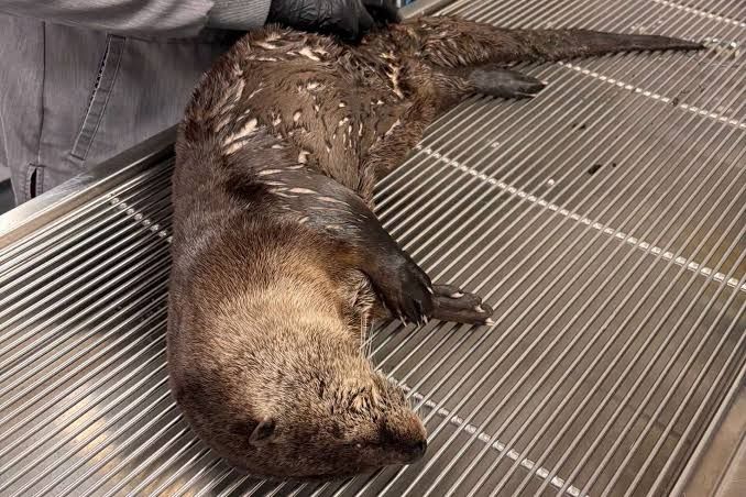 A male river otter recovering from head trauma at the Solano Wildlife Rescue and Education Center in California.