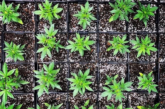 Mr. Sherbinski stands in a controlled environment surrounded by cannabis plants, discussing genetic preservation.