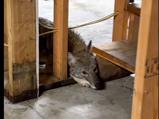Animal control official stands near an open basement door in a residential home in Waterford, Connecticut.