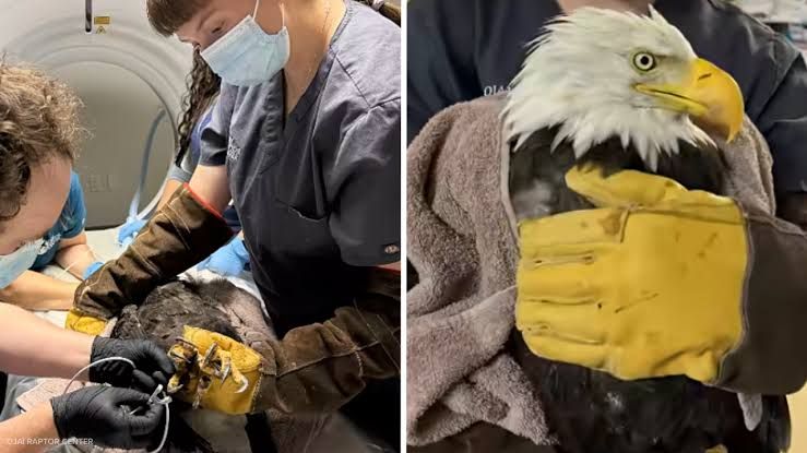 Jackie the bald eagle recovering in an enclosure at the Ojai Raptor Center for medical treatment.