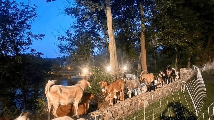 A herd of goats grazes on thick vegetation along the St. Joseph Riverbank in Mishawaka during a park cleanup project.