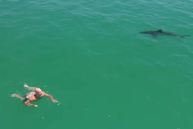 A juvenile great white shark swims near a person in the shallow coastal waters off the Southern California coast.