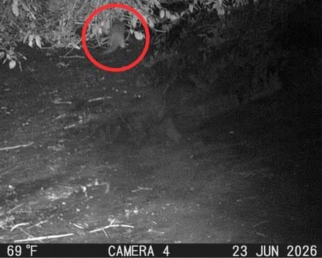 A North American river otter forages near vegetation in the Bronx River as captured by a motion-activated camera.
