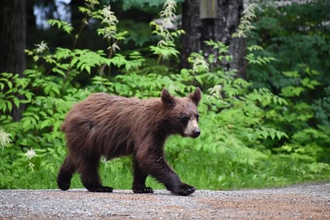 A yearling cinnamon black bear stands in a field of green grass looking toward the camera.
