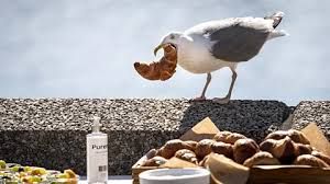 A herring gull reaches for a croissant on a table, illustrating common bird theft behavior in coastal areas.