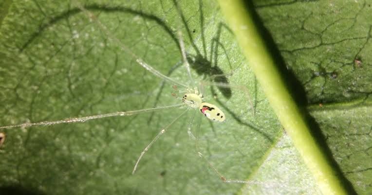 A tiny spider on the underside of a green leaf displays a distinct red and black face pattern on its abdomen.