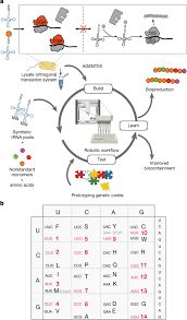 Robotic arm of an Opentrons OT-2 system pipetting reagents into a 96-well plate for cell-free protein synthesis.