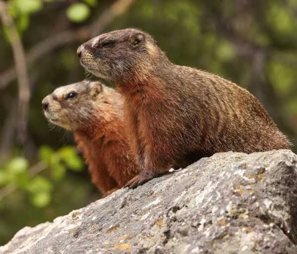 Two yellow-bellied marmots sitting on a rocky surface near a wooded area.