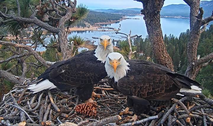 Jackie the bald eagle perched on her nest in Big Bear during a winter snowstorm.